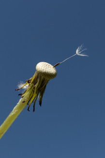 Pusteblume