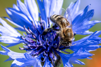 Honigbiene auf Kornblume