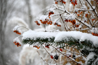 Beerenstrauch im Witer und Nagelgehölz