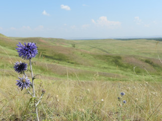 Distelblume in der Wildnis