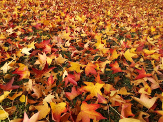 Rötliches Herbstlaub Rasen