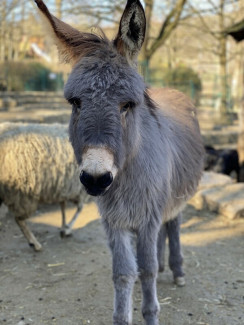 Esel Keks im Opelzoo