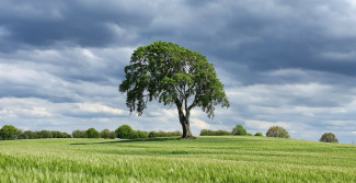 Baum im Kornfeld