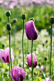 Mohnblüte